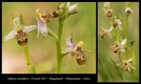 Ophrys-oestrifera3